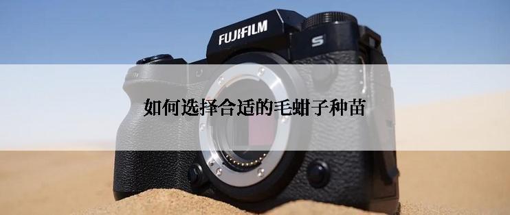 如何选择合适的毛蚶子种苗