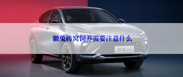  獭兔砖窝饲养需要注意什么