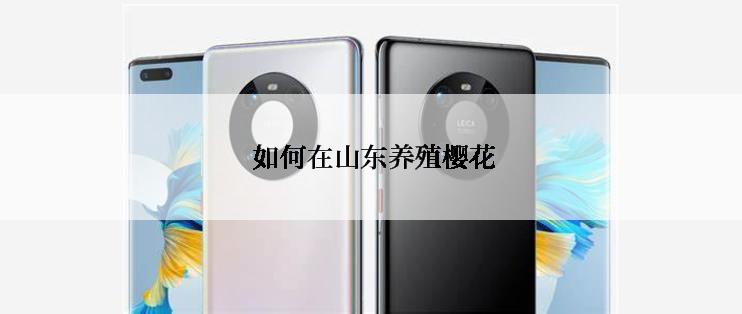 如何在山东养殖樱花