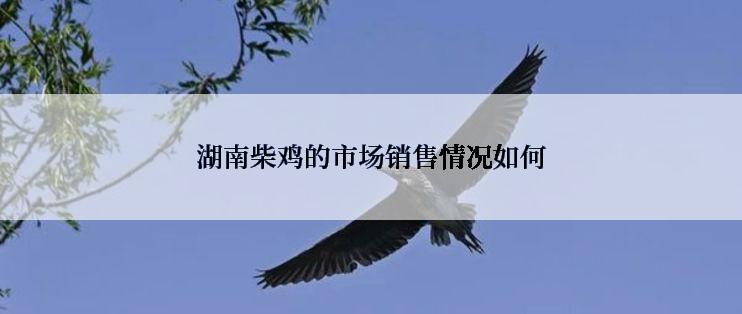 湖南柴鸡的市场销售情况如何