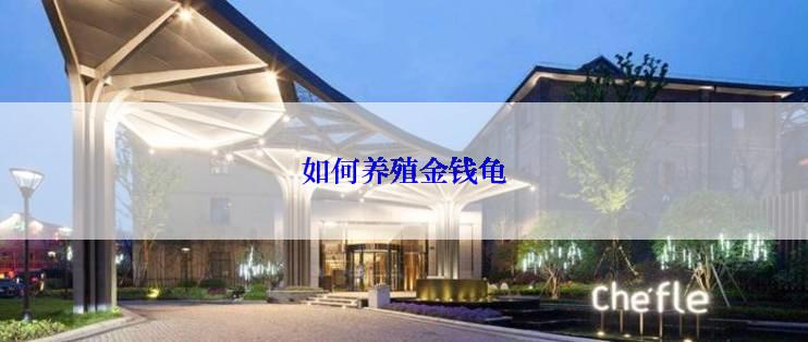 如何养殖金钱龟