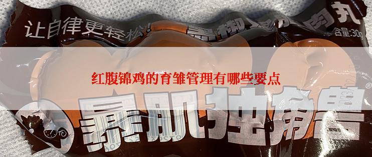 红腹锦鸡的育雏管理有哪些要点