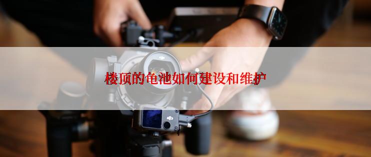 楼顶的龟池如何建设和维护