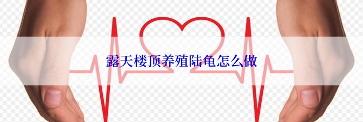 露天楼顶养殖陆龟怎么做