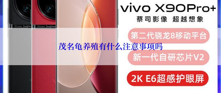 茂名龟养殖有什么注意事项吗