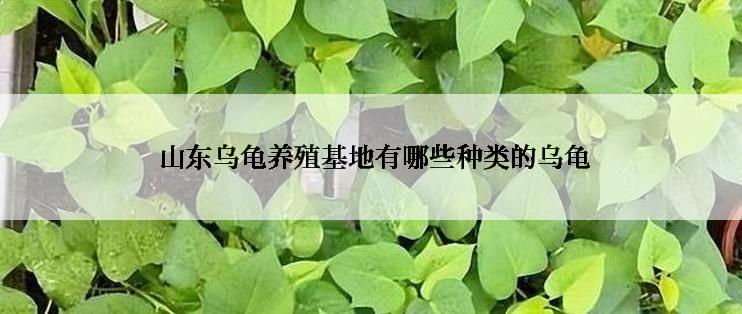  山东乌龟养殖基地有哪些种类的乌龟