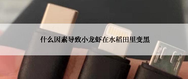  什么因素导致小龙虾在水稻田里变黑