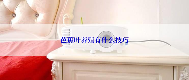 芭蕉叶养殖有什么技巧