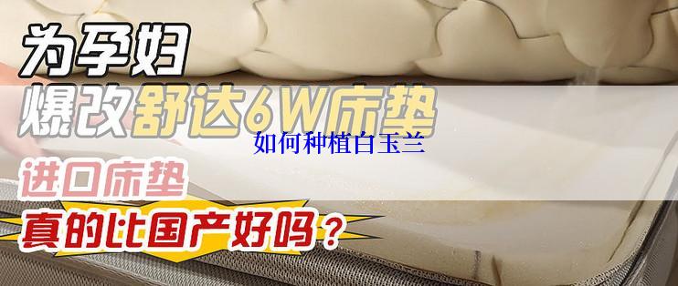 如何种植白玉兰