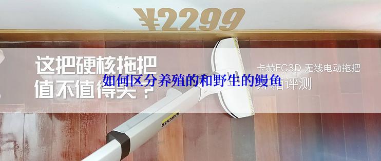  如何区分养殖的和野生的鳗鱼