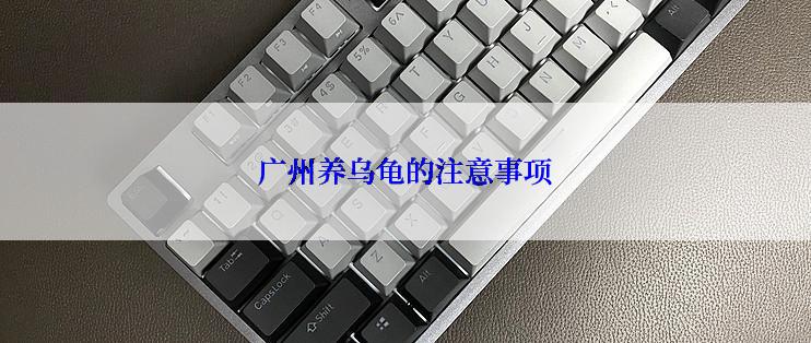 广州养乌龟的注意事项