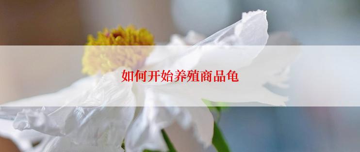 如何开始养殖商品龟