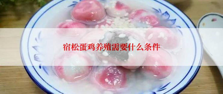 宿松蛋鸡养殖需要什么条件