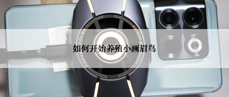 如何开始养殖小画眉鸟