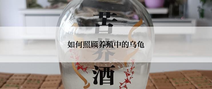 如何照顾养殖中的乌龟