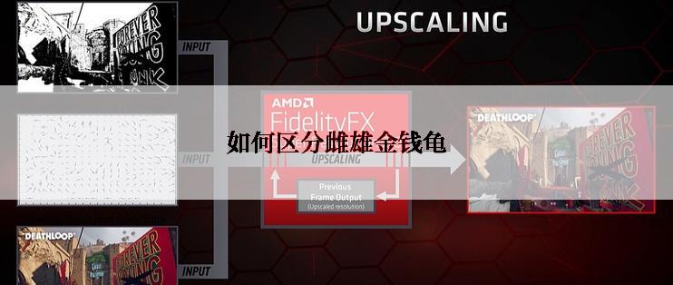 如何区分雌雄金钱龟