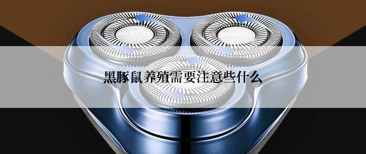 黑豚鼠养殖需要注意些什么