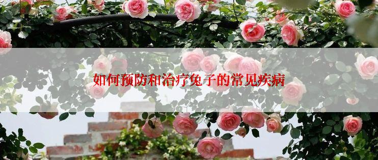 如何预防和治疗兔子的常见疾病