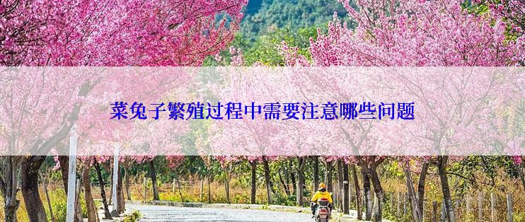 菜兔子繁殖过程中需要注意哪些问题