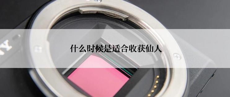 什么时候是适合收获仙人