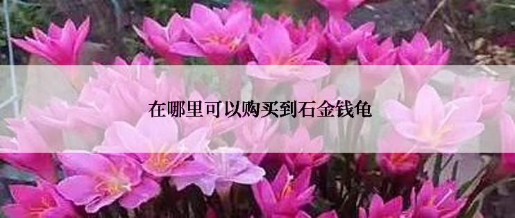  在哪里可以购买到石金钱龟