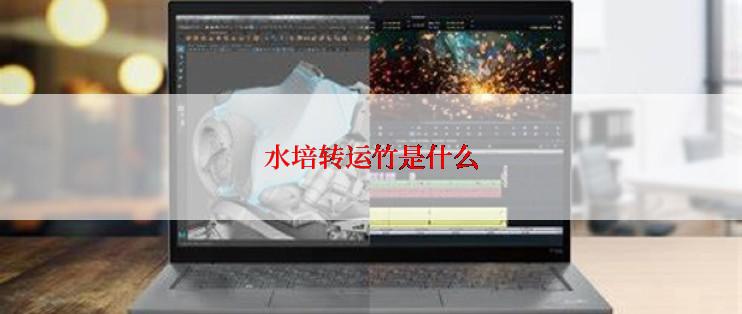 水培转运竹是什么