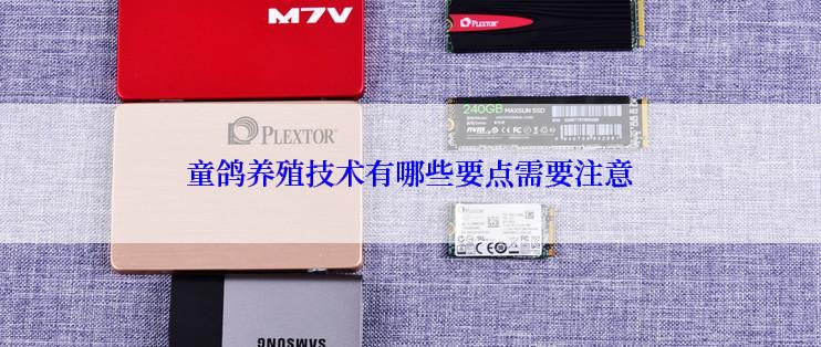 童鸽养殖技术有哪些要点需要注意