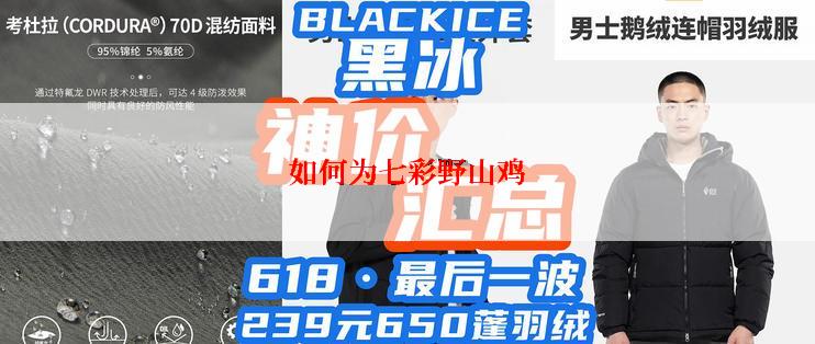 如何为七彩野山鸡