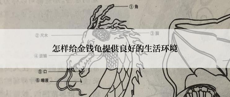 怎样给金钱龟提供良好的生活环境