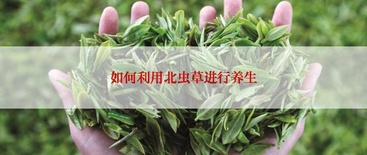 如何利用北虫草进行养生