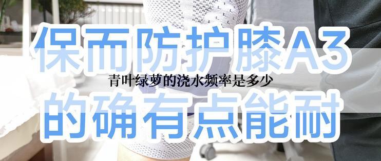 青叶绿萝的浇水频率是多少