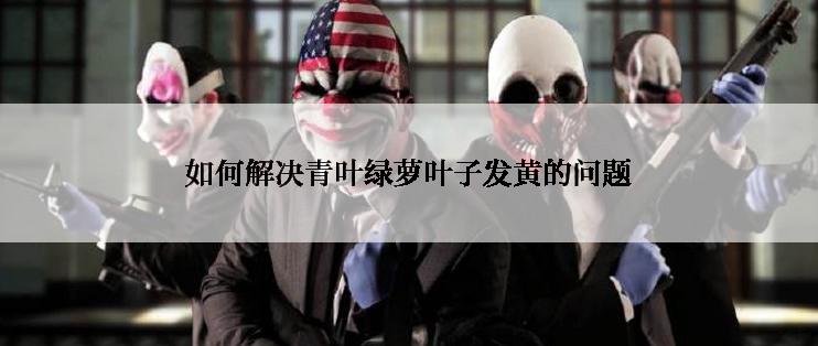 如何解决青叶绿萝叶子发黄的问题