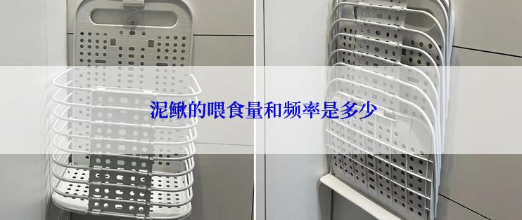  泥鳅的喂食量和频率是多少