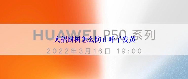  大招财树怎么防止叶子发黄