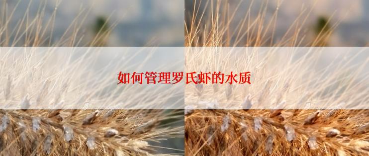 如何管理罗氏虾的水质