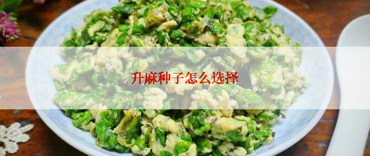 升麻种子怎么选择