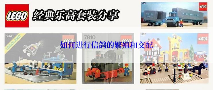 如何进行信鸽的繁殖和交配