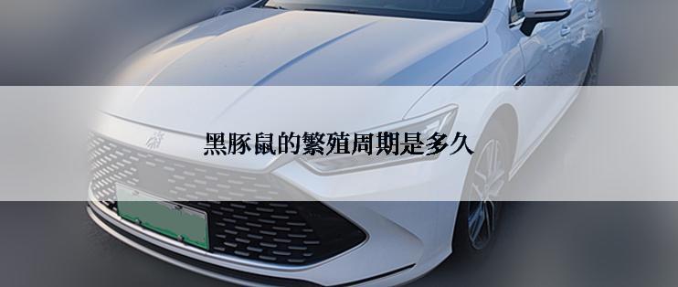 黑豚鼠的繁殖周期是多久