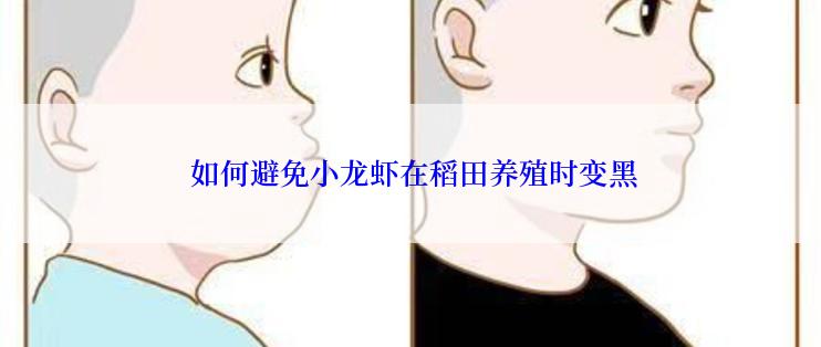  如何避免小龙虾在稻田养殖时变黑