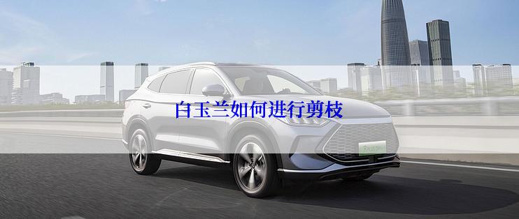 白玉兰如何进行剪枝