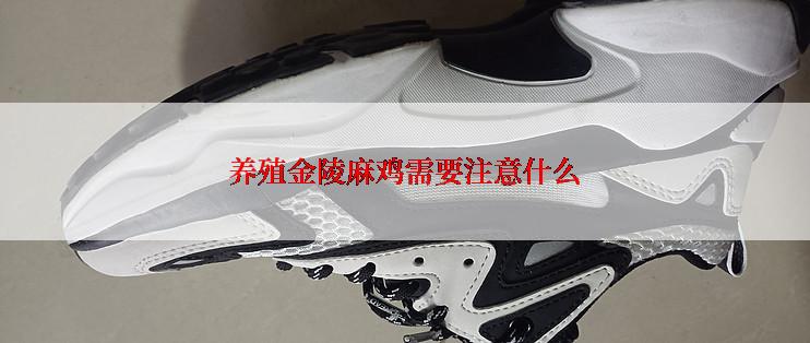 养殖金陵麻鸡需要注意什么