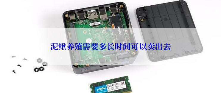 泥鳅养殖需要多长时间可以卖出去