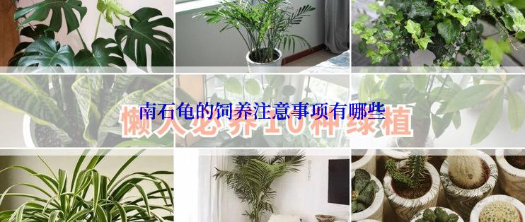 南石龟的饲养注意事项有哪些