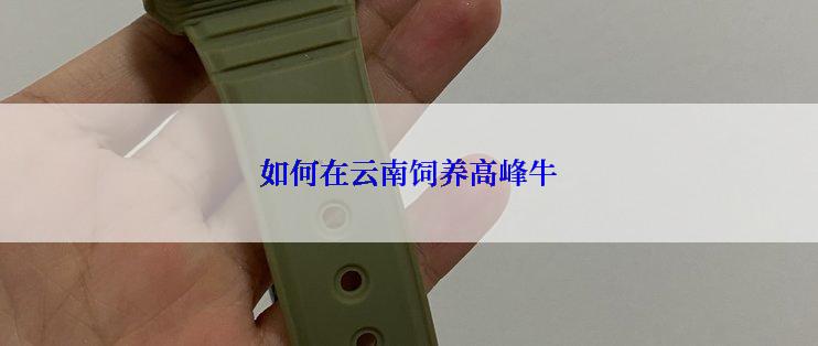 如何在云南饲养高峰牛