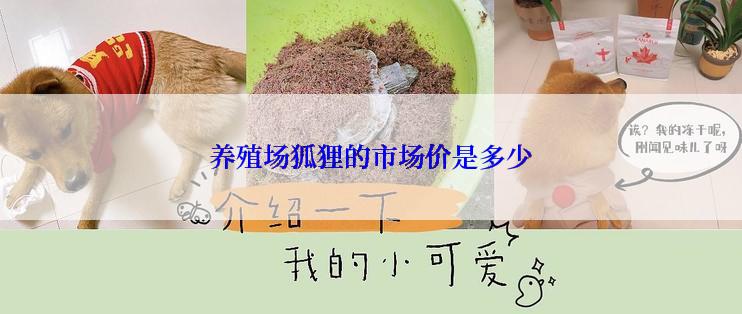 养殖场狐狸的市场价是多少