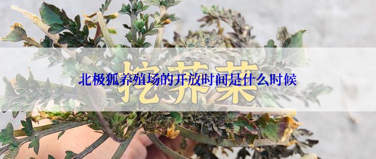 北极狐养殖场的开放时间是什么时候