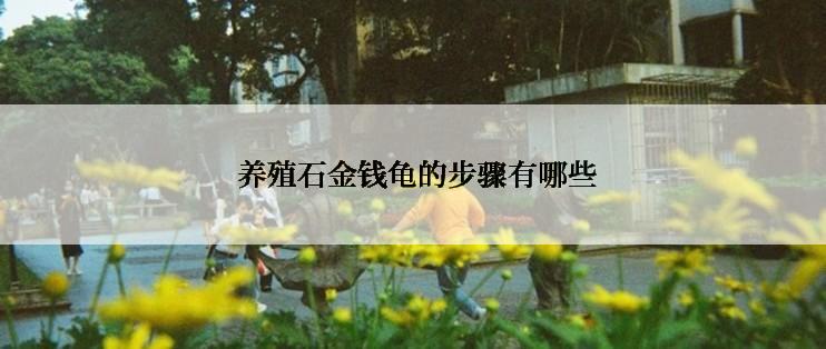  养殖石金钱龟的步骤有哪些