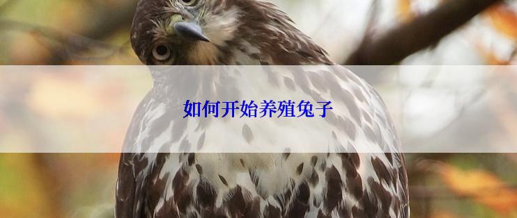 如何开始养殖兔子