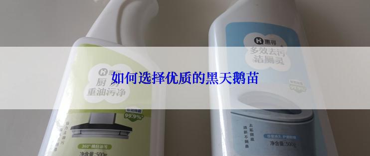 如何选择优质的黑天鹅苗