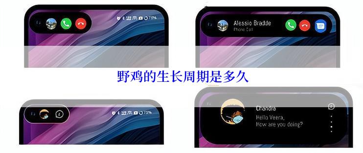  野鸡的生长周期是多久